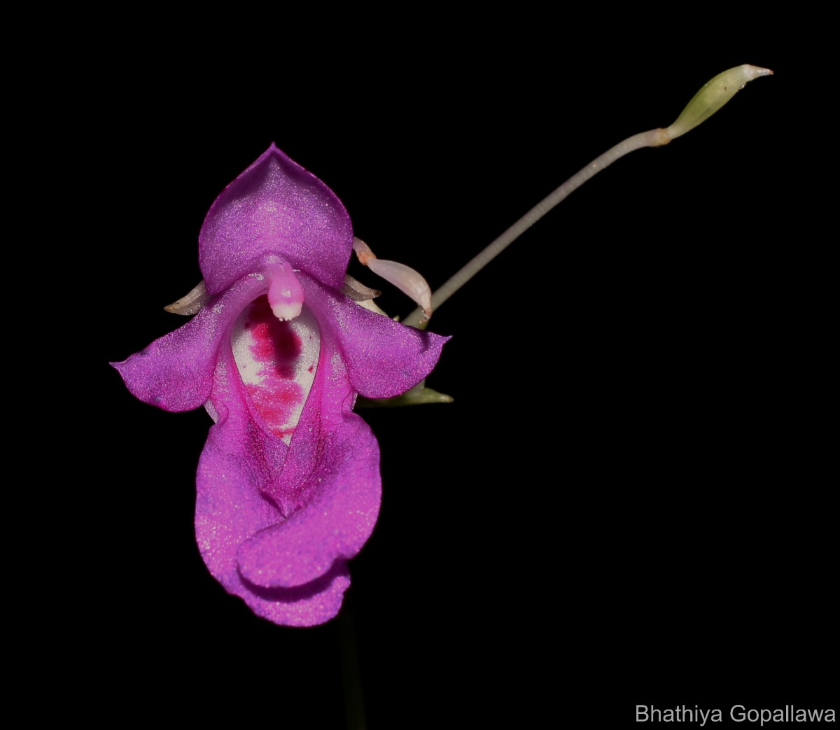 Impatiens yakandawalarum Gopallawa, Hapuarachchi & Jayathissa